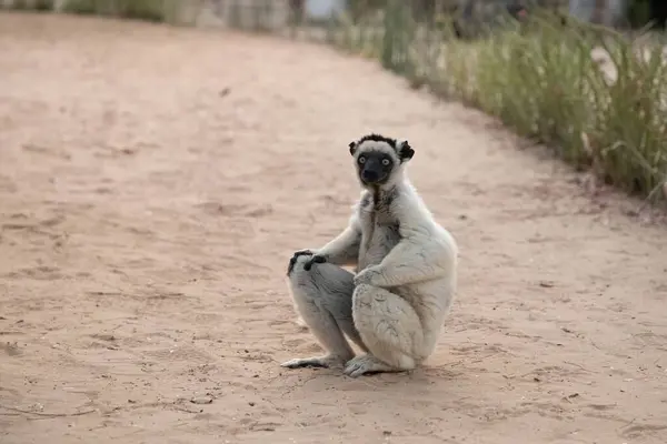 stock image Verreauxs White sifaka with dark head on Madagascar island fauna. cute and curious primate with big eyes. Famous dancing lemur