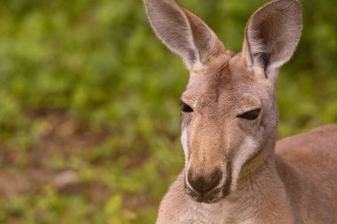 Orta boyda Avustralyalı bir kangurunun portresi seçici odak noktasında kameraya ayrıntılı olarak bakıyor. Sevimli bej hayvan.