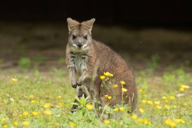 Bennetts vallaby Macropus veya Notamacropus rufogriseus, kırmızı boyunlu valabis, orta büyüklükte keseli, doğu Avustralya, Tazmanya, Yeni Zelanda 'da yaygındır. Parma kangurusu ve şirin bir bebek.