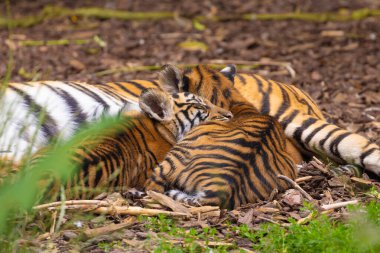 Kaplan yavruları annesiyle oynuyor, sumatra kaplan Panthera tigris. Küçük eğlenceli yavrular ve iki yetişkin kaplan. Kaplan ailesi.