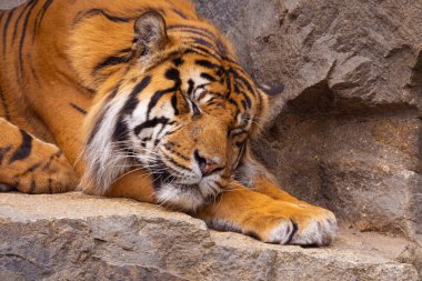 Kaplan yavruları annesiyle oynuyor, sumatra kaplan Panthera tigris. Küçük eğlenceli yavrular ve iki yetişkin kaplan. Kaplan ailesi.