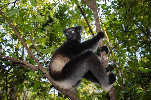 Lemur Indri indri, babakoto Madagaskar 'dan en büyük siyah beyaz lemur. Arkadan ışıklandırılmış yağmur ormanı arka planı, yakın plan, seçici odaklı delici mavi gözlü sevimli hayvan. Palmarium Park Oteli