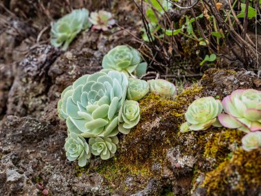 Uçurumun yamacında yetişen roket şeklindeki vahşi dağ suları..