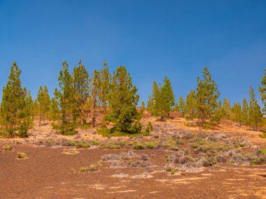 İlkbaharda sık çam ormanları ve dallarında taze iğneler. Doğal arka plan ve manzara. rezerve orman