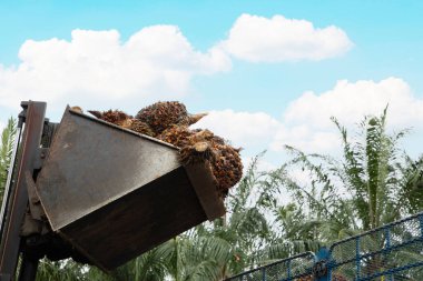 Palmiye yağı meyvesi, Palm yağı işlemleri için fabrikaya gönderilmek üzere büyük bir kamyon yatağına yükleniyor..