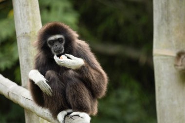 Ilar gibbon Hylobatidae familyasından nesli tükenmekte olan bir primat olan beyaz elli jibon olarak da bilinir. Uzun kolları ve kısa gövdesi olan sevimli pofuduk maymun.