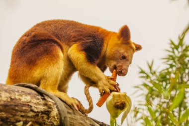 Goodfellows Tree Kangaroo, dendrolagus goodfellowi buergersi, Adult closeup. portrait of very cute rare red animal. arboreal endemic of new guinea. clipart