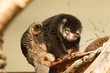 cute wild bear cuscus aulirops ursinus arboreal against blure background. Close-up, looking at camera clipart