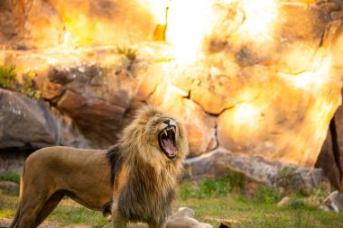 Pair adult Lions in zoological garden. lion and lioness in bright golden rays setting sun. Close-up. Love and tenderness king of beasts. Nature yellow background with wild animals clipart