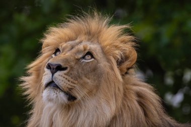 Aslan yüzünün yakın plan görüntüsü. Aslan, kürkünün ve özelliklerinin ince detaylarını gösteren kalın yeleye sahiptir. Yeşil doğal arka planda aslan erkek portresi