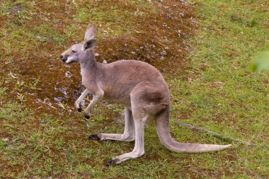 Portrait of an Australian medium sized kangaroo in selective focus looking at the camera in detail. Cute beige animal clipart