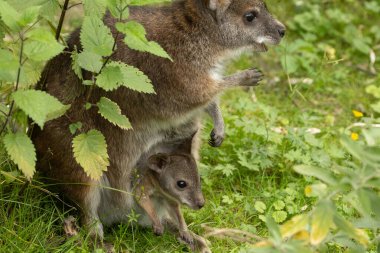 Bennetts vallaby Macropus veya Notamacropus rufogriseus, kırmızı boyunlu valabis, orta büyüklükte keseli, doğu Avustralya, Tazmanya, Yeni Zelanda 'da yaygındır. Parma kangurusu ve şirin bir bebek.