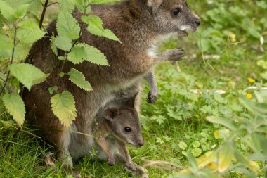 Bennetts wallaby Macropus or Notamacropus rufogriseus, Red-necked wallaby, medium-sized macropod marsupial, common in eastern Australia, Tasmania, New Zealand. Parma kangaroo with cute baby clipart