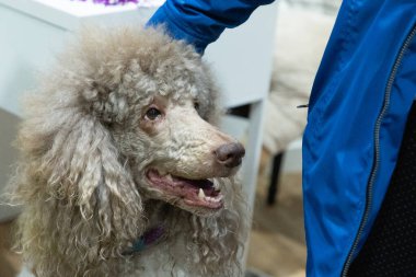 Sahibinin yanında büyük, güzel, bej bir kraliyet kanişi. Kadınların elleri köpeklerin yüzünde ağzı açık olur.