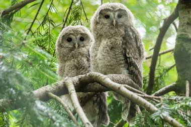 Büyük gri baykuş, strix aluco. Yuvarlak başlı iki küçük kuş yeşil bir ormanın arka planında bir dala otururlar.