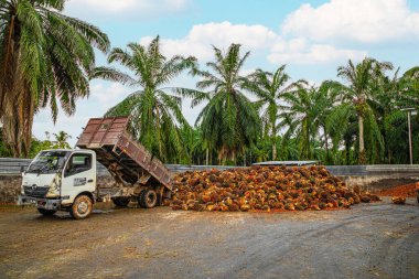 Selangor, Malezya. - 25. 08 numara. 2024 çalışanı, işleme tesisinde toplanan palmiye yağı yığınlarını boşaltmak için forklift kullanıyor. Arka planda Asya 'daki plantasyon ortamını gösteren yüksek palmiye ağaçları var.