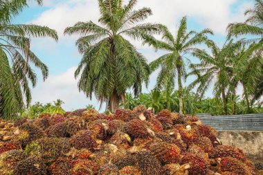 Palm Oil Plantasyonundaki Fresh Fruit Bunch. Ağaçların meyvelerini kestikten sonra yüklemeye hazırlar ve fabrikaya gönderirler.