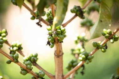 Kahve bitkilerinin olgunlaşması. Kahve çekirdekleri, Tanzanya 'da bir kahve tarlasında çalıların üzerinde olgunlaşır.