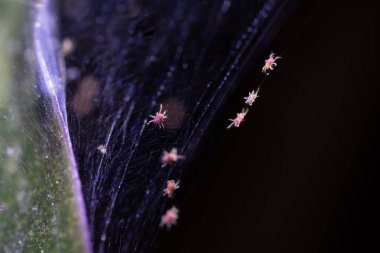 Tetranychus urticae red spider mite or two-spotted spider mite, species of plant-feeding mite. smallest plant pest, magnified many times over, by macro photo in its natural environment clipart