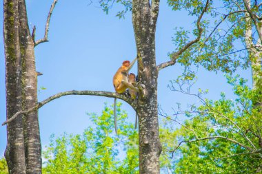 Borneo, Mangrove 'daki Proboscis Monkey Nasalis Larvatus. Komik büyük kırmızı uzun burunlu maymunlar ağaçta.