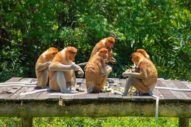 Borneo, Mangrove 'daki Proboscis Monkey Nasalis Larvatus. Vahşi doğada uzun burunlu komik kırmızı maymunlar. Küçük bir platformda oturup yemek yemek.