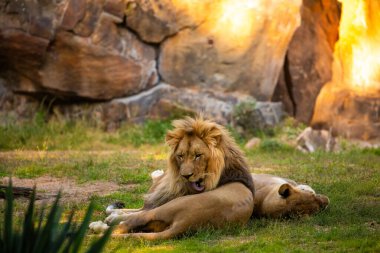 Pair adult Lions in zoological garden. lion and lioness in bright golden rays setting sun. Close-up. Love and tenderness king of beasts. Nature yellow background with wild animals clipart