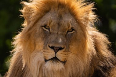 close-up image of a lion's face. lion has thick mane, showing off the fine details of its fur and features. lion male portrait on green natural background clipart