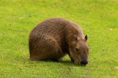Capybara Kapibara Hydrochoerus hidrochaeris dünyanın yaşayan en büyük kemirgeni. Orta boy kırmızı sevimli bir hayvan. Sert bir altılı çimlerin üzerinde dinleniyor.