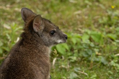 Bennetts vallaby Macropus veya Notamacropus rufogriseus, kırmızı boyunlu valabis, orta büyüklükte keseli, doğu Avustralya, Tazmanya, Yeni Zelanda 'da yaygındır. Parma kangurusu ve şirin bir bebek.
