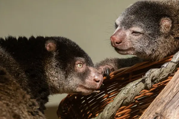 stock image cute wild bear cuscus aulirops ursinus arboreal against blure background. Close-up, looking at camera