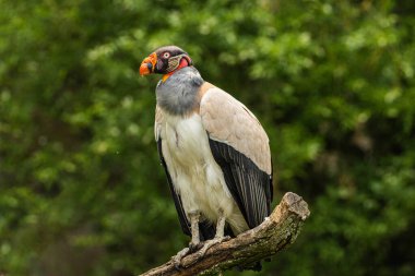 Portrait of king vulture with strict look. large motley bird of prey with bright red beak and a growth on it in selective focus in detail clipart