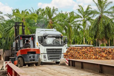Selangor, Malezya. - 25. 08 numara. 2024 çalışanı, işleme tesisinde toplanan palmiye yağı yığınlarını boşaltmak için forklift kullanıyor. Arka planda Asya 'daki plantasyon ortamını gösteren yüksek palmiye ağaçları var.