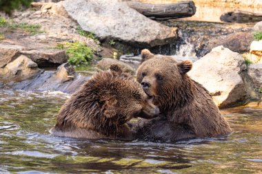 İki vahşi boz ayı, suda oynayan ursus arctos. Ayılar suda savaşırlar, çeşitli pozlar alırlar, ağzı açık ve etrafa su sıçratırlar.