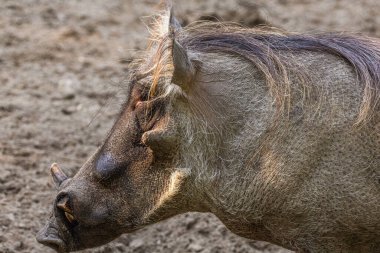 Yaygın yaban domuzu, ayakta. Uzun ağızlıklı ve küçük gözlü vahşi Afrika domuzu..