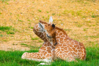 Yeşil doğal altyapıya odaklanmış seçici zürafa. Üç günlük bebeği olan bir zürafa ailesi, bir zürafa sürüsü. Ayrıntılı bir hayvan portresi