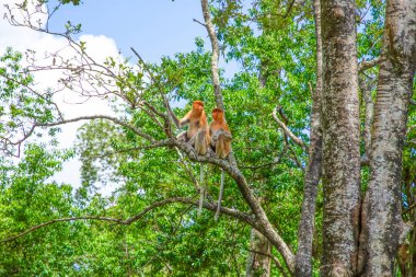 Borneo, Mangrove 'daki Proboscis Monkey Nasalis Larvatus. Komik büyük kırmızı uzun burunlu maymunlar ağaçta.