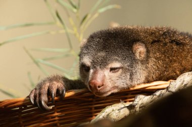 Şirin vahşi ayı cuscus aulirops ursinus arboreal ve bulanık arka plan. Yakından, kameraya bakarak.