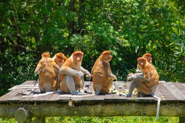 Borneo, Mangrove 'daki Proboscis Monkey Nasalis Larvatus. Vahşi doğada uzun burunlu komik kırmızı maymunlar. Küçük bir platformda oturup yemek yemek.