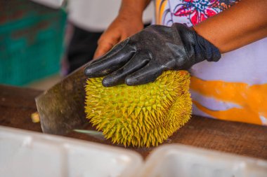 Malezya 'dan taze Durian meyvesi kısmen açıldı ve dikenli derilerin içinde duran parlak sarı etleri ortaya çıkardı. Kadın eli satılık büyük bir meyveyi açıyor.