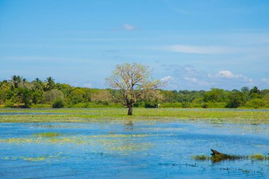 Geleneksel Sri Lanka manzarası. Küçük mavi göl ve etraftaki ağaçlar