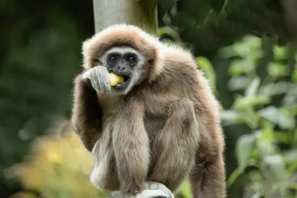 stock image lar gibbon Hylobates lar also known as white-handed gibbon, an endangered primate in gibbon family, Hylobatidae. cute fluffy monkey with long arms and short body