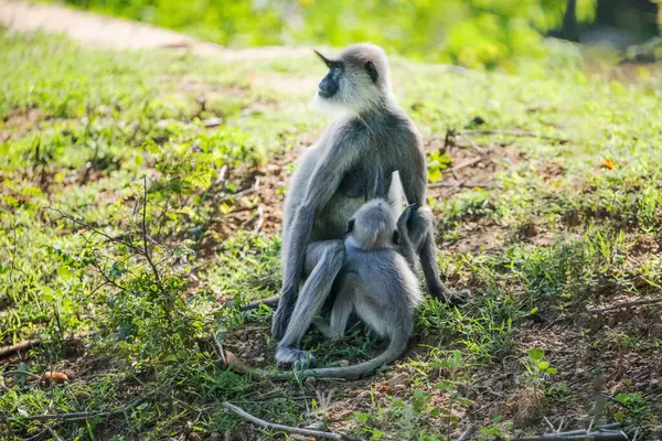 stock image Small group of black faced grey langur monkeys in Yala National Park, Sri Lanka sitting nearby. family with baby beautiful light gray monkeys