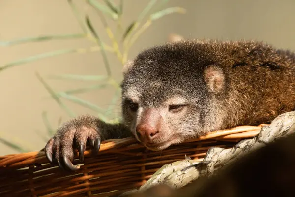 stock image cute wild bear cuscus aulirops ursinus arboreal against blure background. Close-up, looking at camera