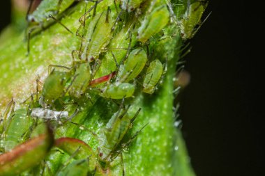 Gül goncasını emen yaprak bitleri kolonisi. Gül yaprağındaki yeşil yaprak bitlerinden oluşan bir koloninin ekstra makro fotoğrafı. 10 kat daha fazla yeşil böcek.