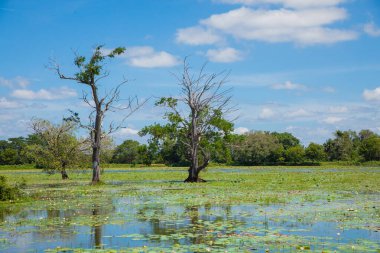 Geleneksel Sri Lanka manzarası. Küçük mavi göl ve etraftaki ağaçlar