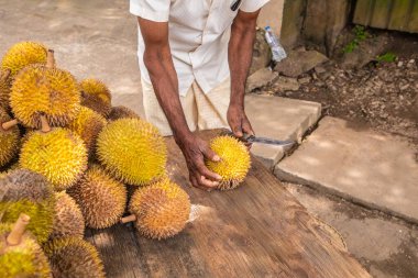 Olgun sarı durian meyveleri ahşap tezgahın üzerinde katlanmış satılıktır. Sri Lanka 'nın geleneksel meyveleri. Erkek elleri olgun durian meyvesini ikiye bölüyor.