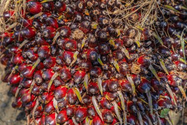 Büyük olgun palmiye yağı yığını, palmiye yağı üretimi için hazır.