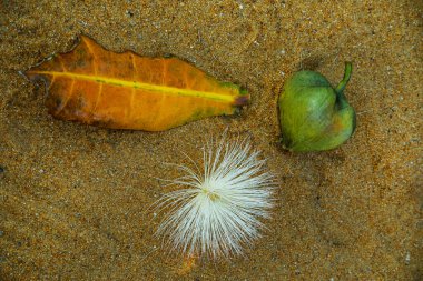 Ağacında beyaz ve pembe Barringtonia asiatikası ya da Balık Zehri Ağacı, Putat ya da Deniz Zehri Ağacı 'ndan oluşan çiçekler ve meyveler var. Kumsalda yatarken
