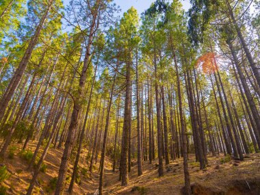 İlkbaharda sık çam ormanları ve dallarında taze iğneler. Doğal arka plan ve manzara. rezerve orman