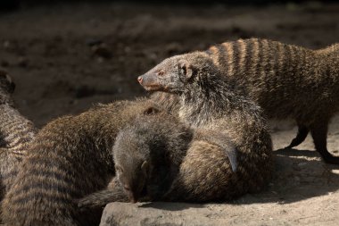 Banded Mongoose, group with baby, Mungos mungo Zoo captive. selective focus, in detail. little cute brown animals clipart